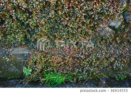 Himetursoba flower blooming on the shore of a small stream Himetursoba flower blooming on the shore of a small stream 36914555
