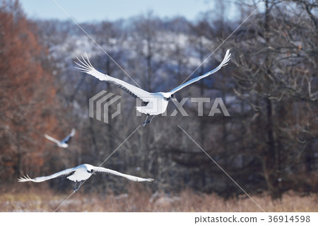The flying figure of two Tancho (Hokkaido · Tsurui) 36914598