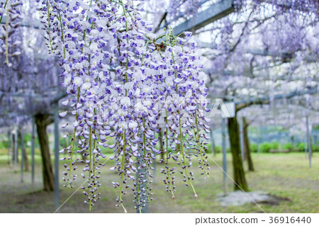 紫藤 36916440