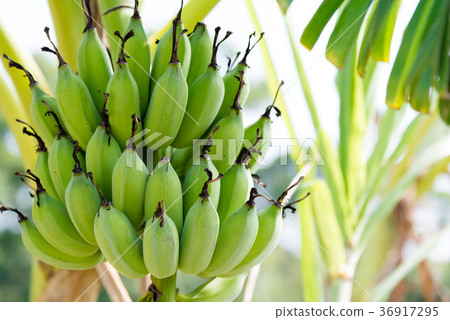 Incense banana banana banana monkey banana fruit fruit banana tree 36917295