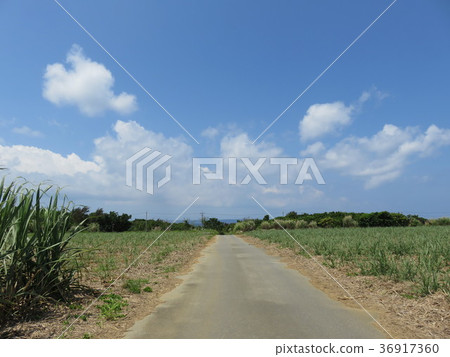 Road and blue sky (Miyakojima) of sugar cane field Road and blue sky (Miyakojima) of sugar cane field 36917360