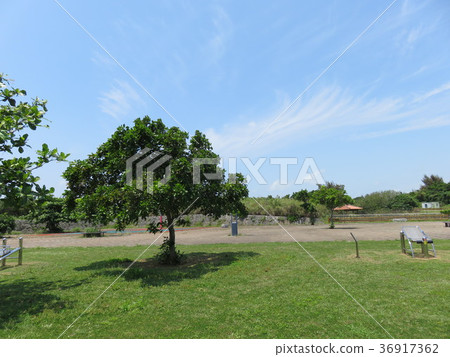 Health contact land park of Miyakojima underwater park Health contact land park of Miyakojima underwater park 36917362