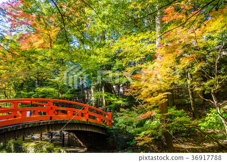 Autumn leaves at the beginning of the color Kyoto Kitano Tenmangu Ebihashi Autumn leaves at the beginning of the color Kyoto Kitano Tenmangu Ebihashi 36917788
