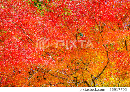 天氣晴朗，葉子發光 36917793