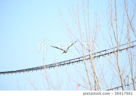 Tongto and electric wire 36917982