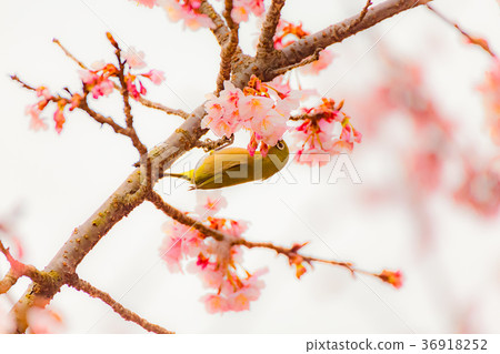 櫻花觀眾 36918252