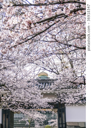 Tananmon Mukai Yoshino Tananmon Mukai Yoshino 36918347