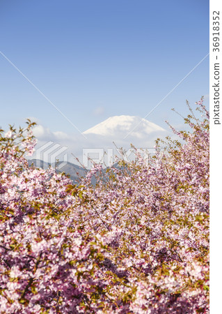 Matsuda mountain Kawazu cherry tree Fuji 36918352