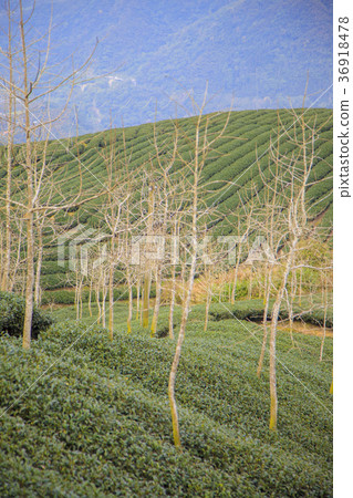 茶室 茶室 36918478