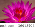  Lotus 36918504