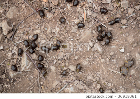 Excrements of goats on the ground 36919361
