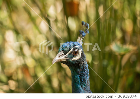 A beautiful peacock with a soft background A beautiful peacock with a soft background 36919374