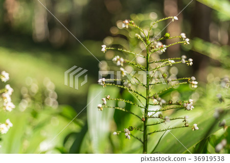 Little beautiful white flower in the garden with s 36919538