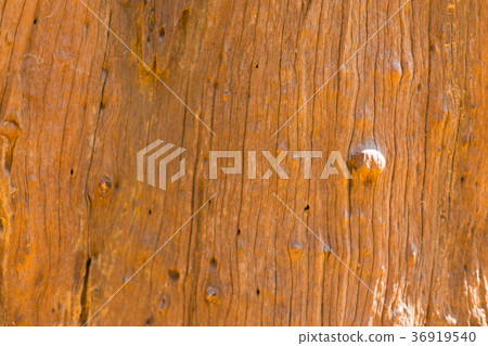 Close up on the bark of tree background and textur Close up on the bark of tree background and textur 36919540
