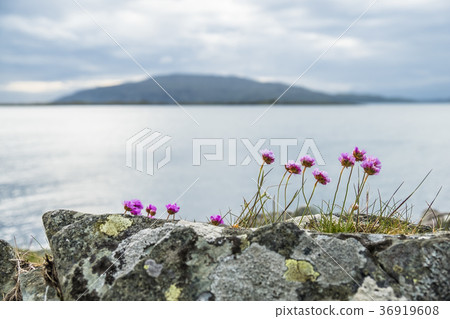 Wild coastal flowers growing on rocks on the 36919608