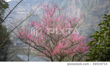 Spring Cherry blossoms closeup photo Spring Cherry blossoms closeup photo 36919714