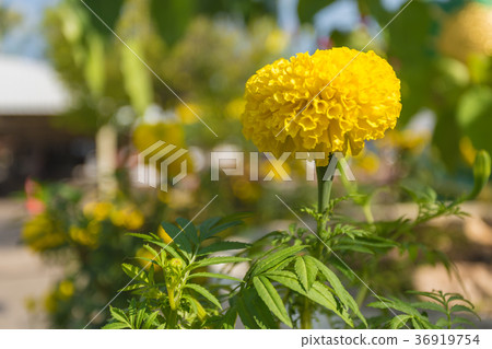 Lots of beautiful marigold flowers in the garden 36919754