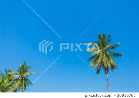 Green coconut palm tree on blue sky background Green coconut palm tree on blue sky background 36919765