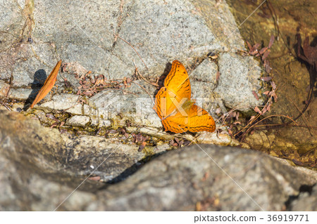 Beautiful orange butterfly on the rock 36919771