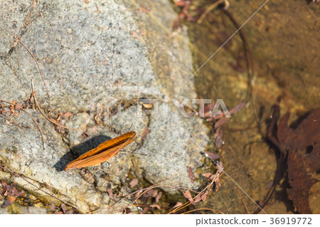 Beautiful orange butterfly on the rock 36919772