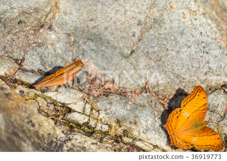 Beautiful orange butterfly on the rock Beautiful orange butterfly on the rock 36919773
