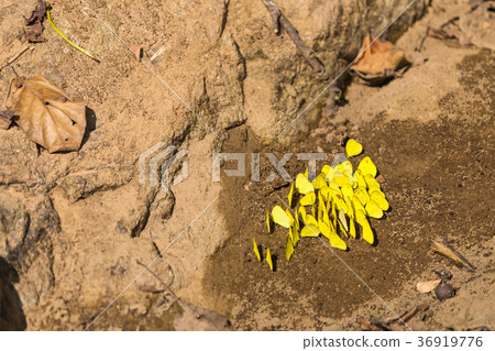 Beautiful yellow butterfly on the rock 36919776