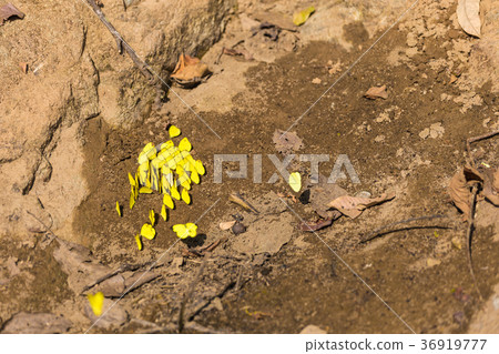 Beautiful yellow butterfly on the rock Beautiful yellow butterfly on the rock 36919777