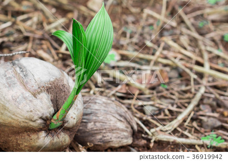 Coconut in coconut. Coconut in coconut. 36919942