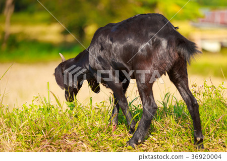 A young black goat grazes in a meadow 36920004