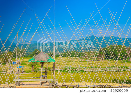 Rice Field of Farmer and sun in the morning Rice Field of Farmer and sun in the morning 36920009