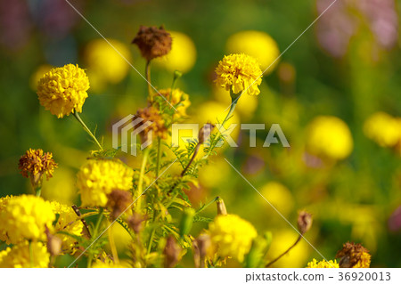 Lots of beautiful marigold flowers in the garden Lots of beautiful marigold flowers in the garden 36920013