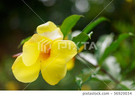 Close up on the yellow flower in the garden Close up on the yellow flower in the garden 36920034