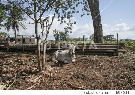 white ox sitting on a field in a village 36920313