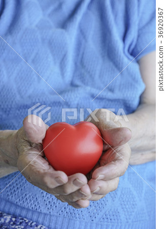 wrinkled hands holding a red heart wrinkled hands holding a red heart 36920367