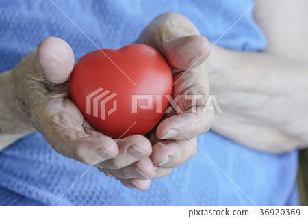 wrinkled hands holding a red heart 36920369