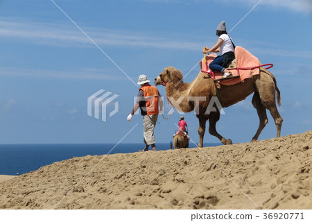 駱駝乘坐體驗鳥取沙丘 駱駝乘坐體驗鳥取沙丘 36920771