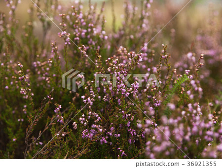 Purple pink heather flowers field close up  Purple pink heather flowers field close up  36921355