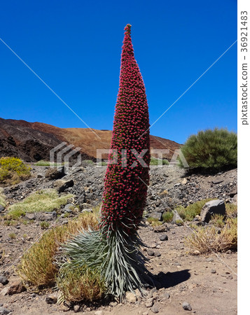 red tower of jewels flower (Echium wildpretii) red tower of jewels flower (Echium wildpretii) 36921483