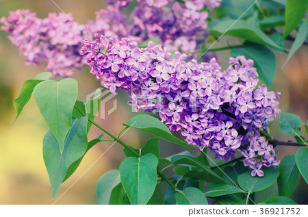 Spring lilac flowers Spring lilac flowers 36921752