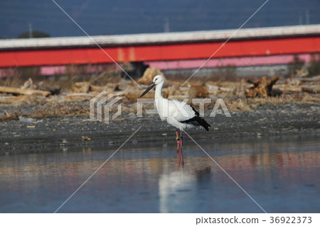 川原的鸛 川原的鸛 36922373