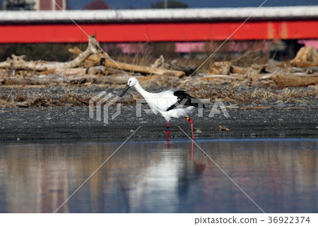川原的鸛 36922374