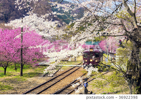 Spring watarase valley railway Kobe station 36922398