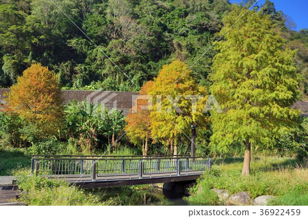 Plumeria pine Plumeria pine 36922459