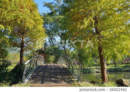 Plumeria pine 36922462