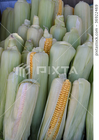 Ripe corn is sold at the Bazaar Ripe corn is sold at the Bazaar 36922469
