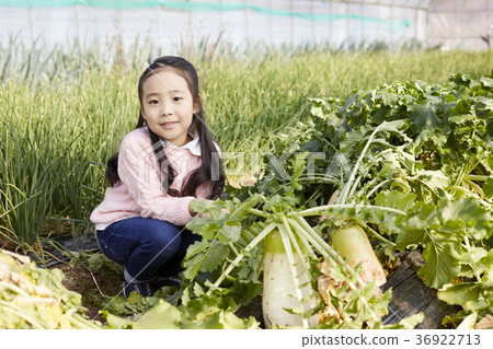 Girl, field, vegetables, harvest, Korea 36922713