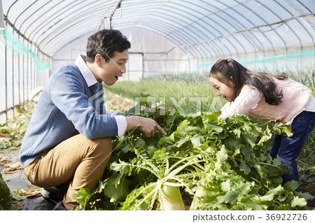 Dad, Daughter, Family, Countryside, Korea Dad, Daughter, Family, Countryside, Korea 36922726