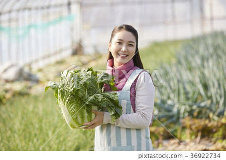 Elderly, woman, field, vegetables, Korea 36922734