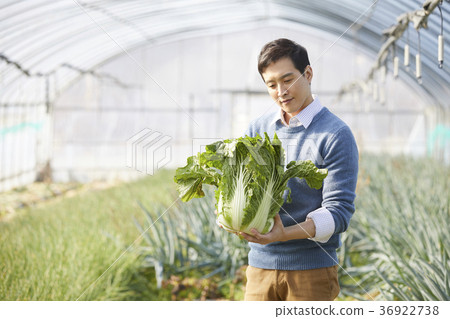 Old age, man, field, vegetables, harvest, Korea 36922738