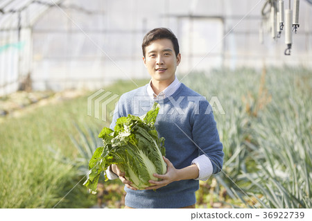 晚年，男人，領域，蔬菜，收穫，韓國 36922739